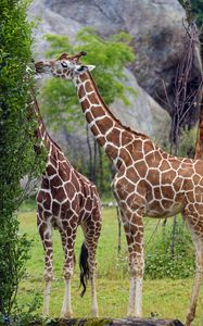 Preview wallpaper giraffes, animal, neck, bushes