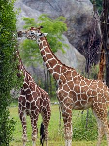 Preview wallpaper giraffes, animal, neck, bushes