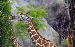 Preview wallpaper giraffes, animal, neck, bushes