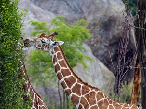 Preview wallpaper giraffes, animal, neck, bushes