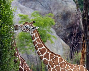 Preview wallpaper giraffes, animal, neck, bushes