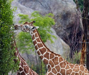 Preview wallpaper giraffes, animal, neck, bushes