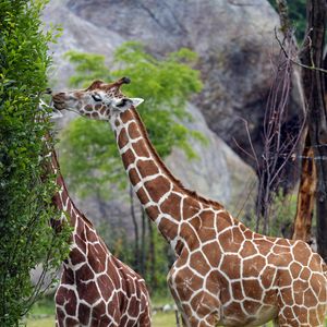 Preview wallpaper giraffes, animal, neck, bushes