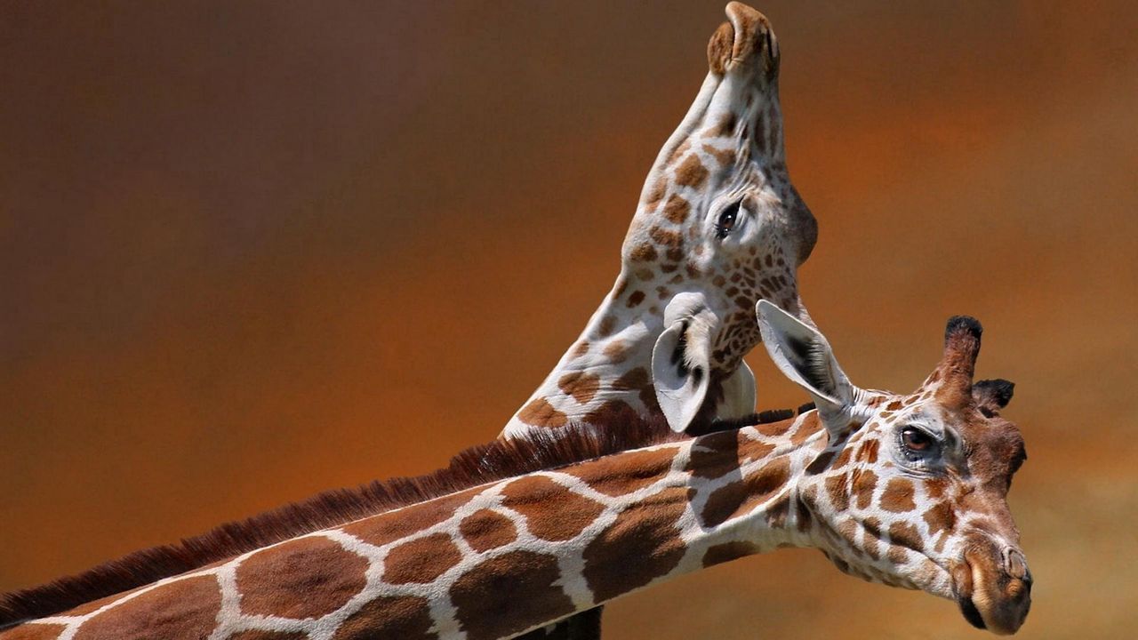 Wallpaper giraffes, couple, caring, spotted, head