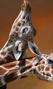 Preview wallpaper giraffes, couple, caring, spotted, head