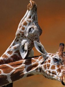 Preview wallpaper giraffes, couple, caring, spotted, head