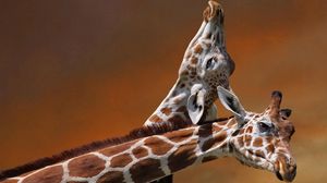 Preview wallpaper giraffes, couple, caring, spotted, head