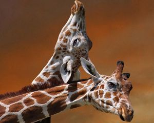 Preview wallpaper giraffes, couple, caring, spotted, head