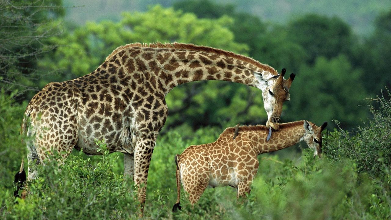 Wallpaper giraffes, couple, grass, cub, care, walk