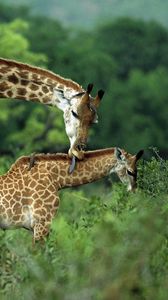 Preview wallpaper giraffes, couple, grass, cub, care, walk