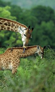 Preview wallpaper giraffes, couple, grass, cub, care, walk