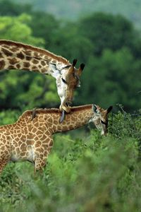 Preview wallpaper giraffes, couple, grass, cub, care, walk