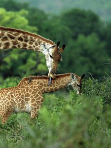 Preview wallpaper giraffes, couple, grass, cub, care, walk