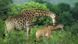 Preview wallpaper giraffes, couple, grass, cub, care, walk