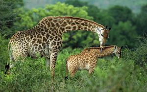 Preview wallpaper giraffes, couple, grass, cub, care, walk