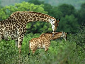 Preview wallpaper giraffes, couple, grass, cub, care, walk