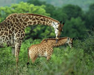 Preview wallpaper giraffes, couple, grass, cub, care, walk