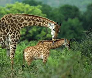 Preview wallpaper giraffes, couple, grass, cub, care, walk