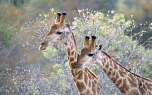 Preview wallpaper giraffes, couple, grass, trees