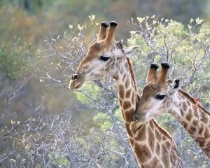 Preview wallpaper giraffes, couple, grass, trees