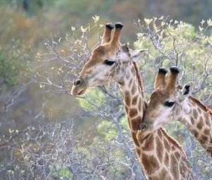 Preview wallpaper giraffes, couple, grass, trees