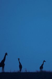 Preview wallpaper giraffes, moon, silhouettes, twilight