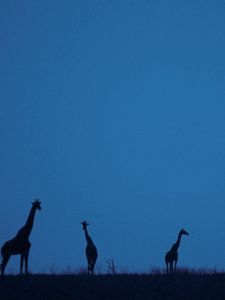 Preview wallpaper giraffes, moon, silhouettes, twilight