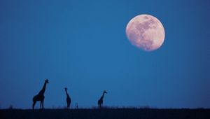 Preview wallpaper giraffes, moon, silhouettes, twilight