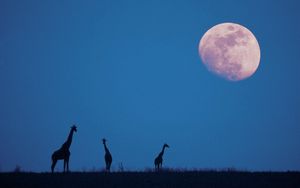 Preview wallpaper giraffes, moon, silhouettes, twilight