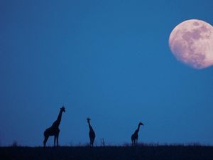 Preview wallpaper giraffes, moon, silhouettes, twilight