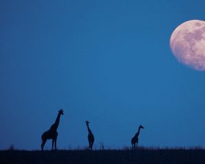 Preview wallpaper giraffes, moon, silhouettes, twilight