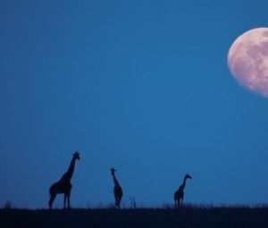 Preview wallpaper giraffes, moon, silhouettes, twilight