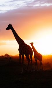 Preview wallpaper giraffes, silhouettes, cub, couple