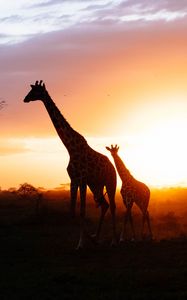 Preview wallpaper giraffes, silhouettes, cub, couple