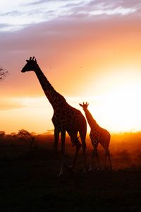 Preview wallpaper giraffes, silhouettes, cub, couple