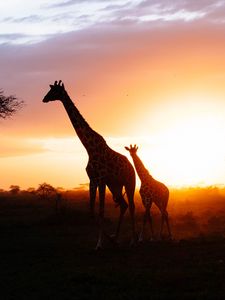 Preview wallpaper giraffes, silhouettes, cub, couple