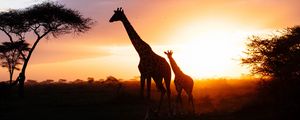 Preview wallpaper giraffes, silhouettes, cub, couple