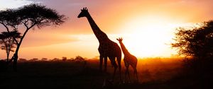 Preview wallpaper giraffes, silhouettes, cub, couple