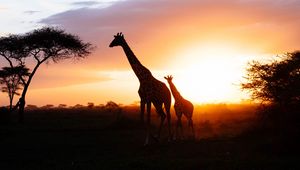 Preview wallpaper giraffes, silhouettes, cub, couple