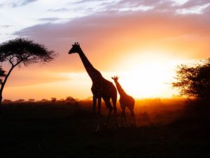 Preview wallpaper giraffes, silhouettes, cub, couple