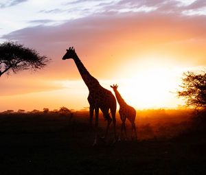 Preview wallpaper giraffes, silhouettes, cub, couple