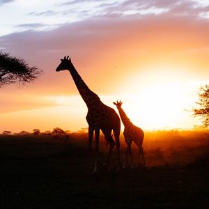 Preview wallpaper giraffes, silhouettes, cub, couple