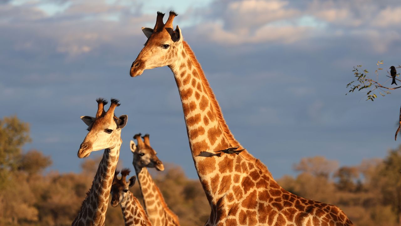 Wallpaper giraffes, spots, wildlife, animals