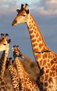 Preview wallpaper giraffes, spots, wildlife, animals