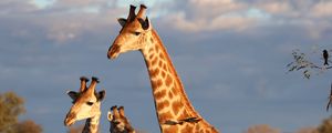 Preview wallpaper giraffes, spots, wildlife, animals