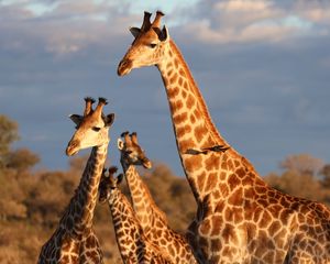Preview wallpaper giraffes, spots, wildlife, animals