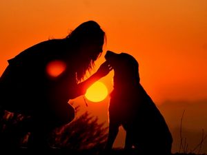 Preview wallpaper girl, dog, light, shadow, silhouette