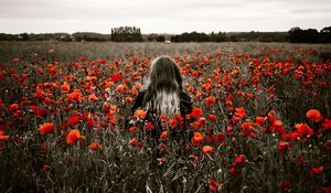 Preview wallpaper girl, field, poppies, flowers