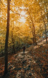 Preview wallpaper girl, forest, path, trees, slope, autumn