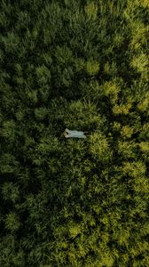 Preview wallpaper girl, grass, field, aerial view